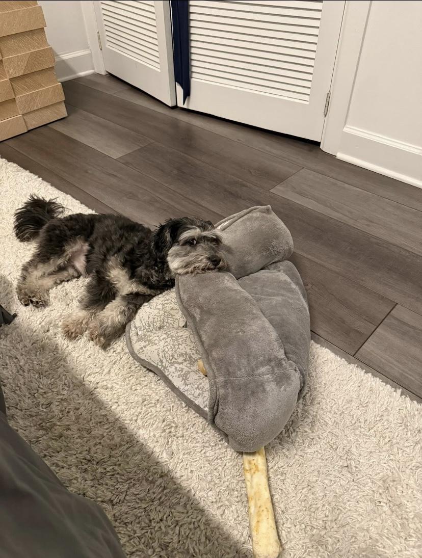 Tony, a ADOPTABLE mixed breed in Philadelphia, PA image 2/5