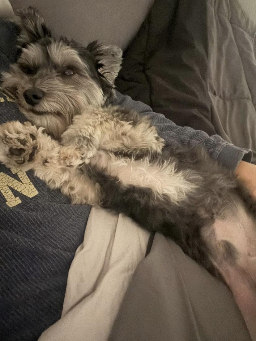 Tony, a ADOPTABLE mixed breed in Philadelphia, PA image 3/5