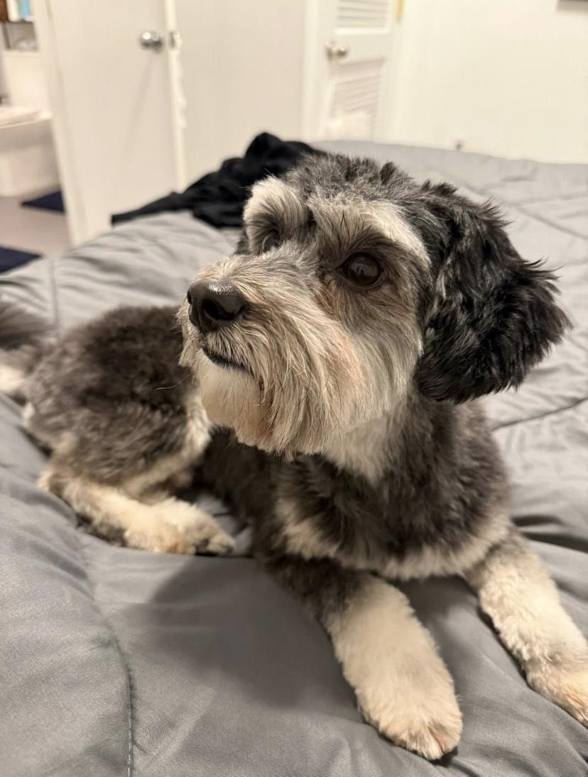 Tony, a ADOPTABLE mixed breed in Philadelphia, PA image 4/5