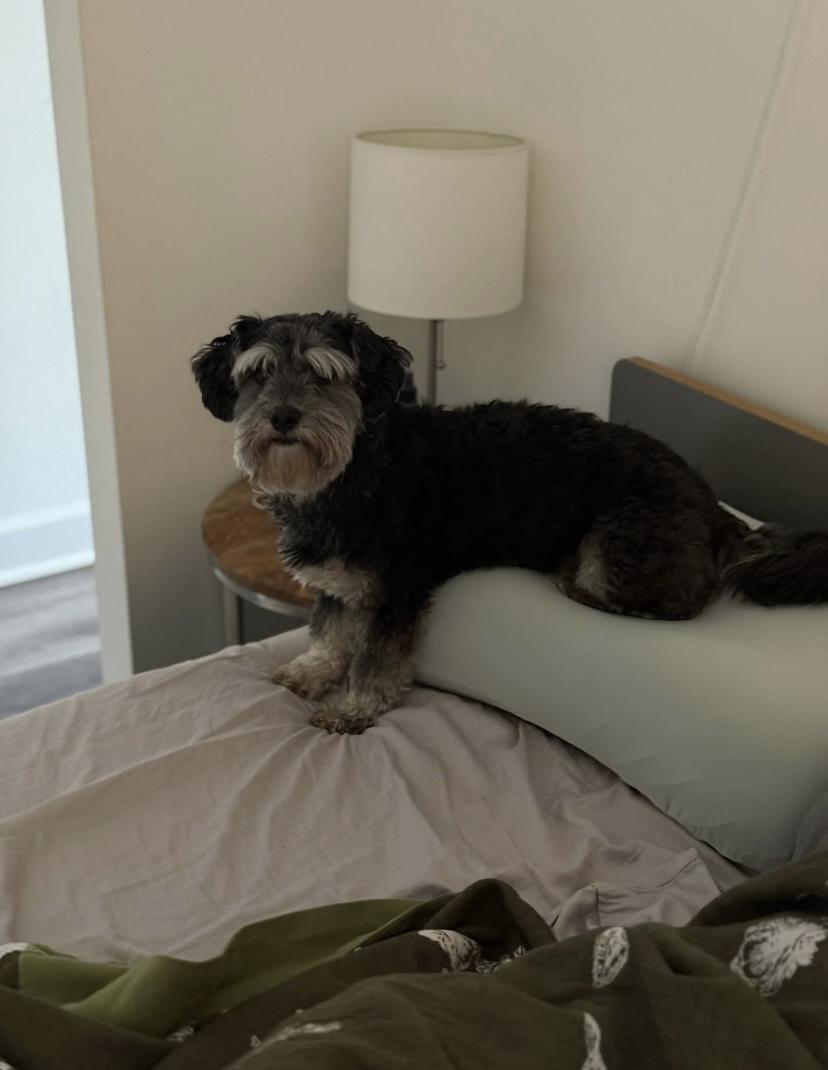 Tony, a ADOPTABLE mixed breed in Philadelphia, PA image 5/5