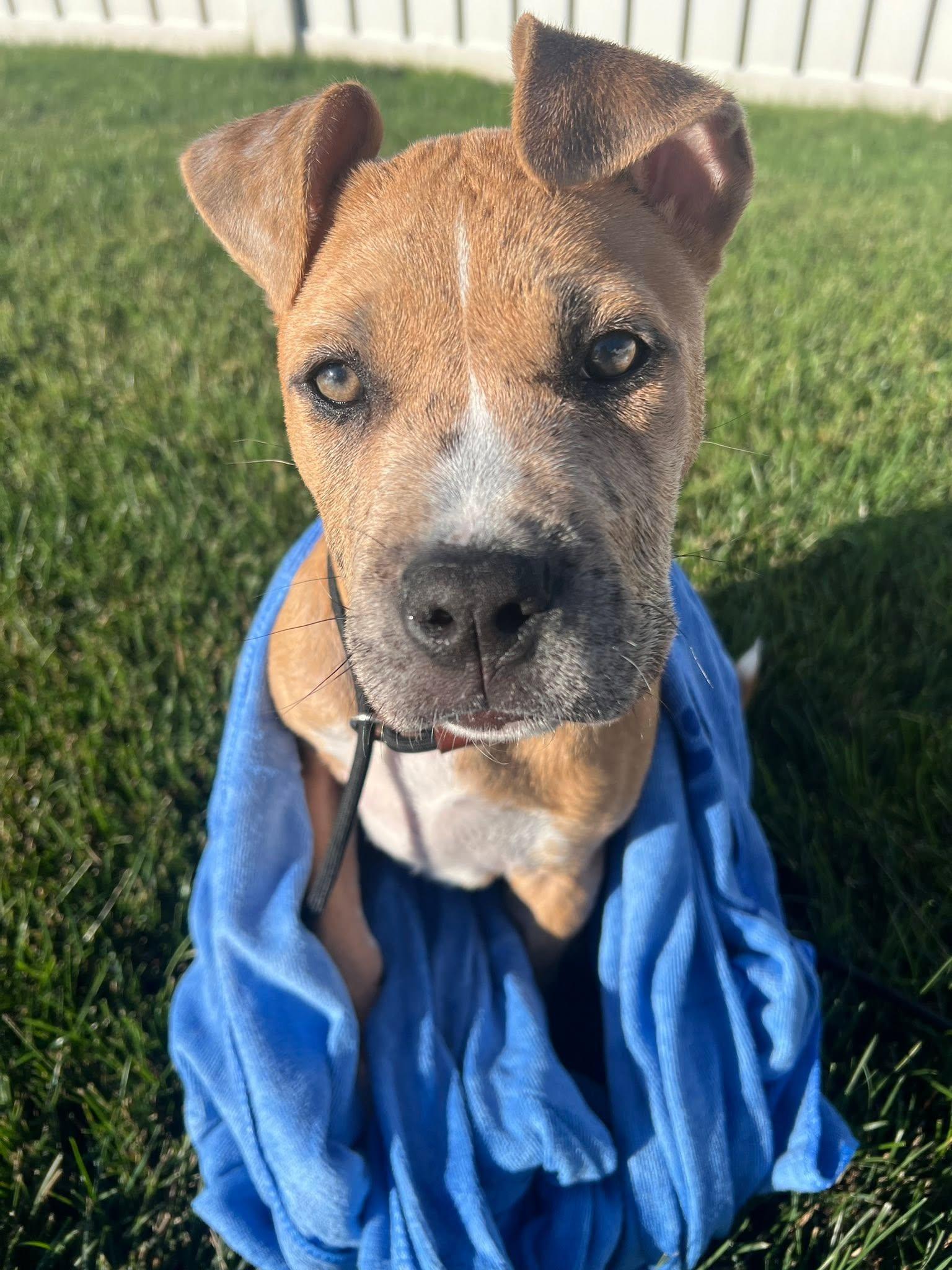 Butter, adopted, Puppy Male Pit Bull Terrier.