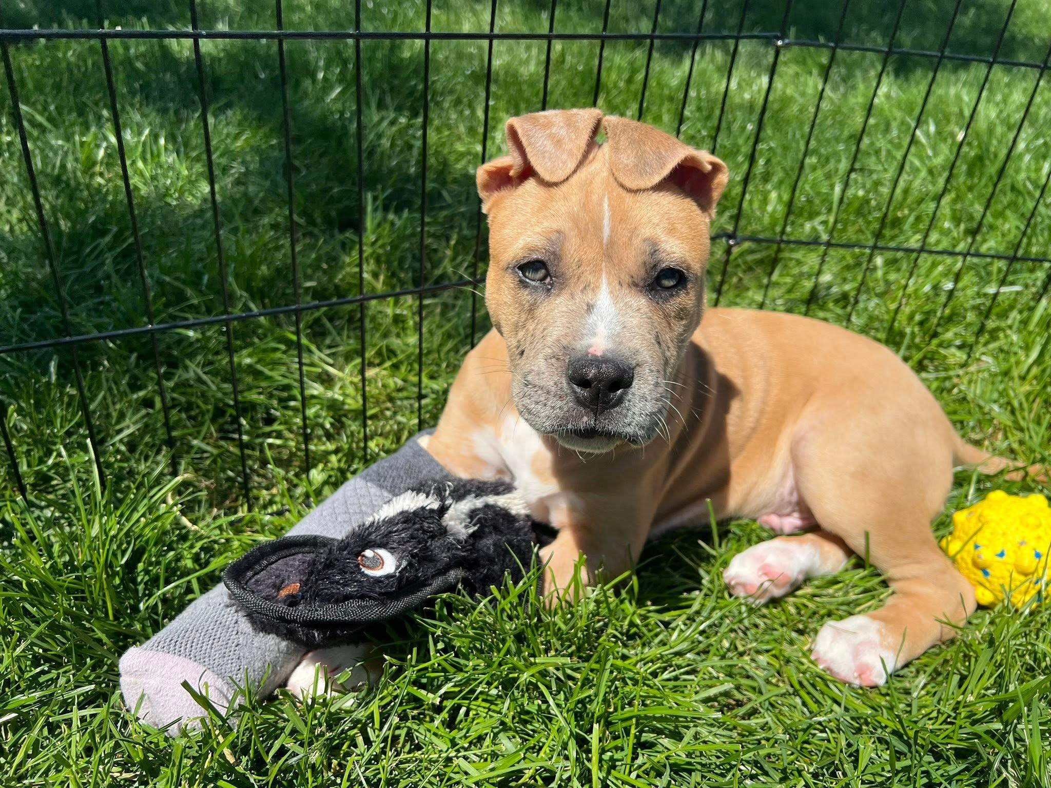 Butter, an adopted mixed breed in Seville, OH image 2/2