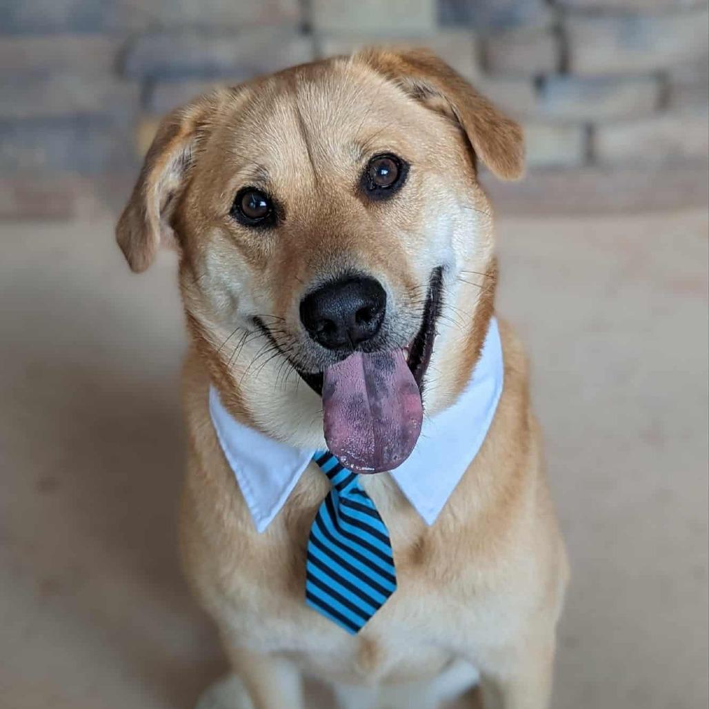 Sunny, an adoptable mixed breed in Helena, AL image 1/6