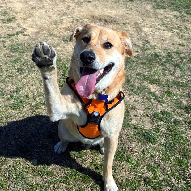 Enlarge Sunny, an adoptable mixed breed in Helena, AL image 2/6