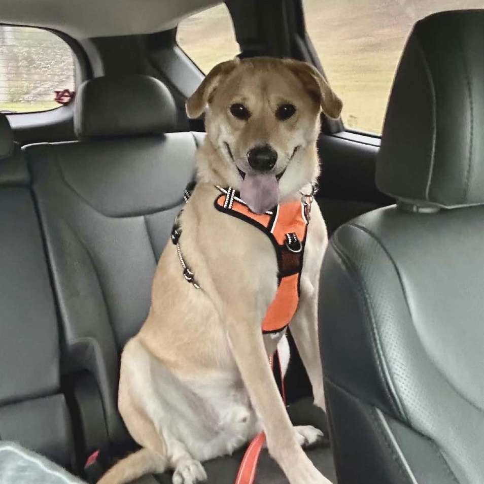 Enlarge Sunny, an adoptable mixed breed in Helena, AL image 6/6