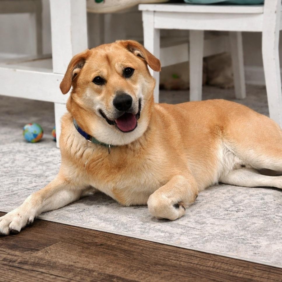 Sunny, adoptable, Adult Male Labrador Retriever & Mixed Breed.