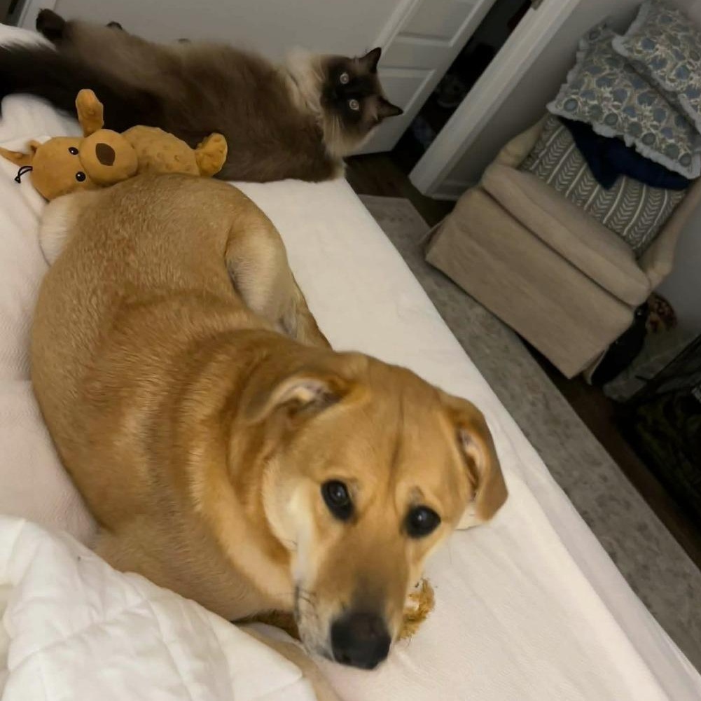 Sunny, an adoptable mixed breed in Helena, AL image 6/6