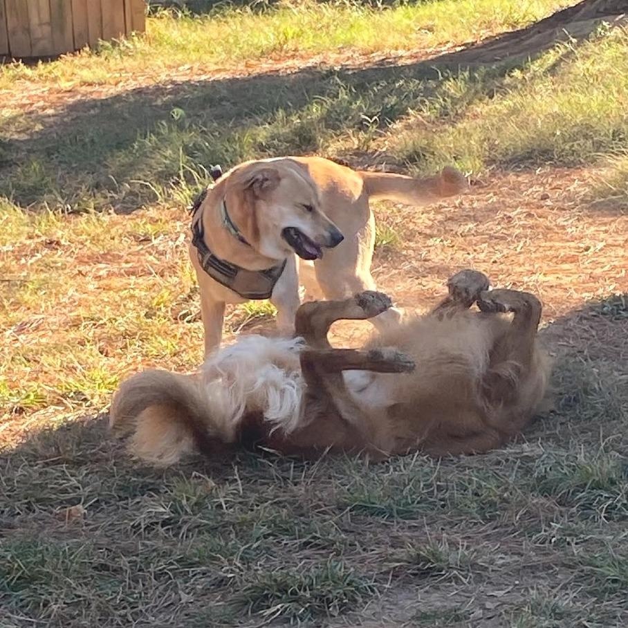 Sunny, an adoptable mixed breed in Helena, AL image 4/6