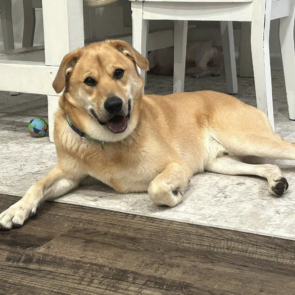 Sunny, an adoptable mixed breed in Helena, AL image 5/6