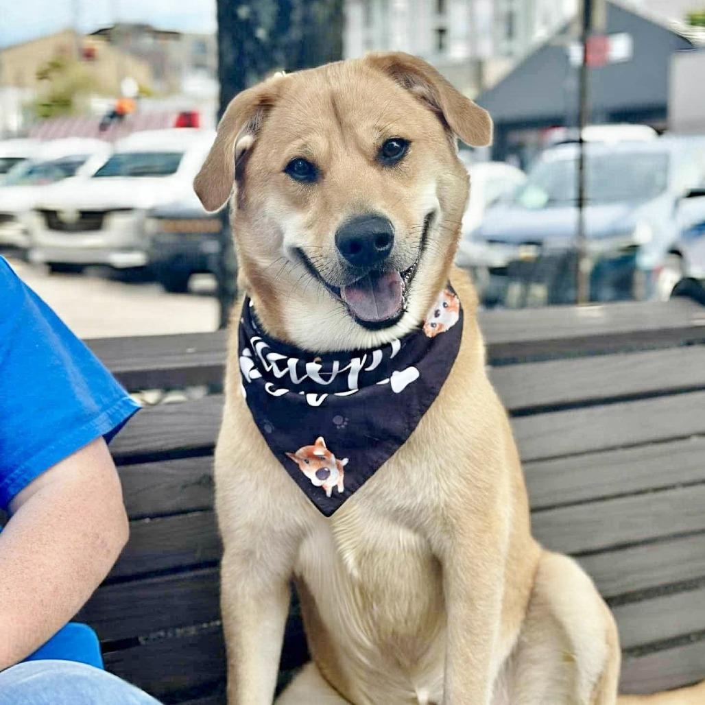 Sunny, an adoptable mixed breed in Helena, AL image 2/6