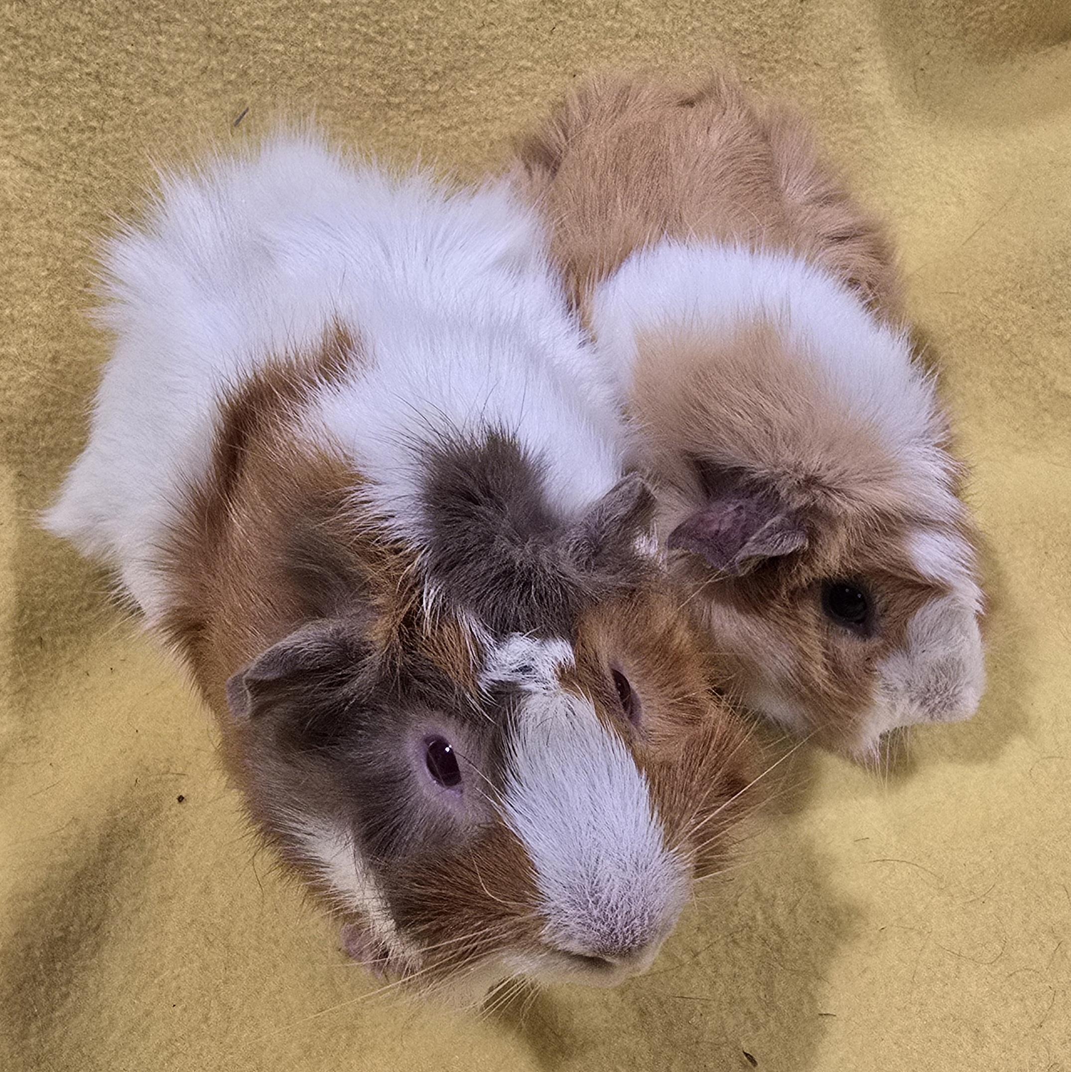 Leo and Leon, an adopted Guinea Pig in New Kensington, PA image 2/3