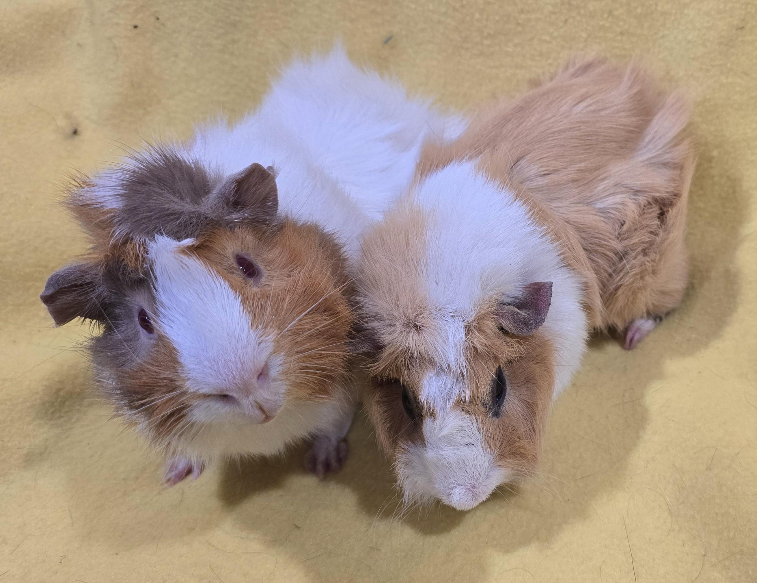 Leo and Leon, an adopted Guinea Pig in New Kensington, PA image 1/3