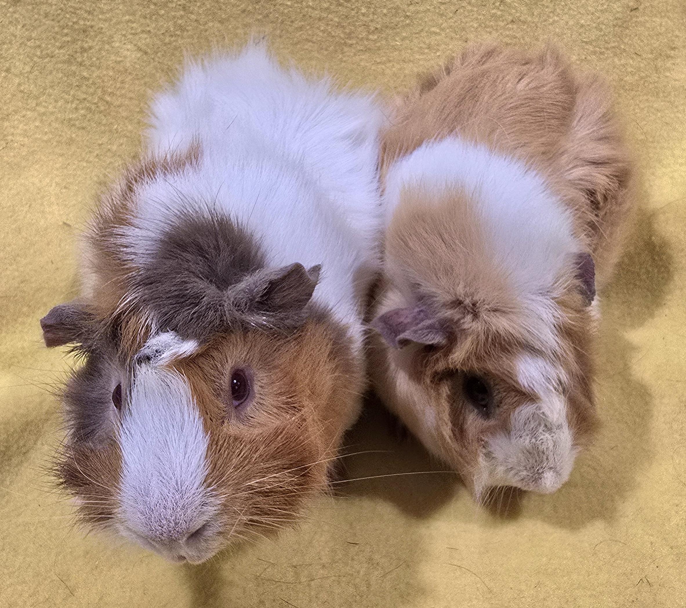 Leo and Leon, an adopted Guinea Pig in New Kensington, PA image 3/3