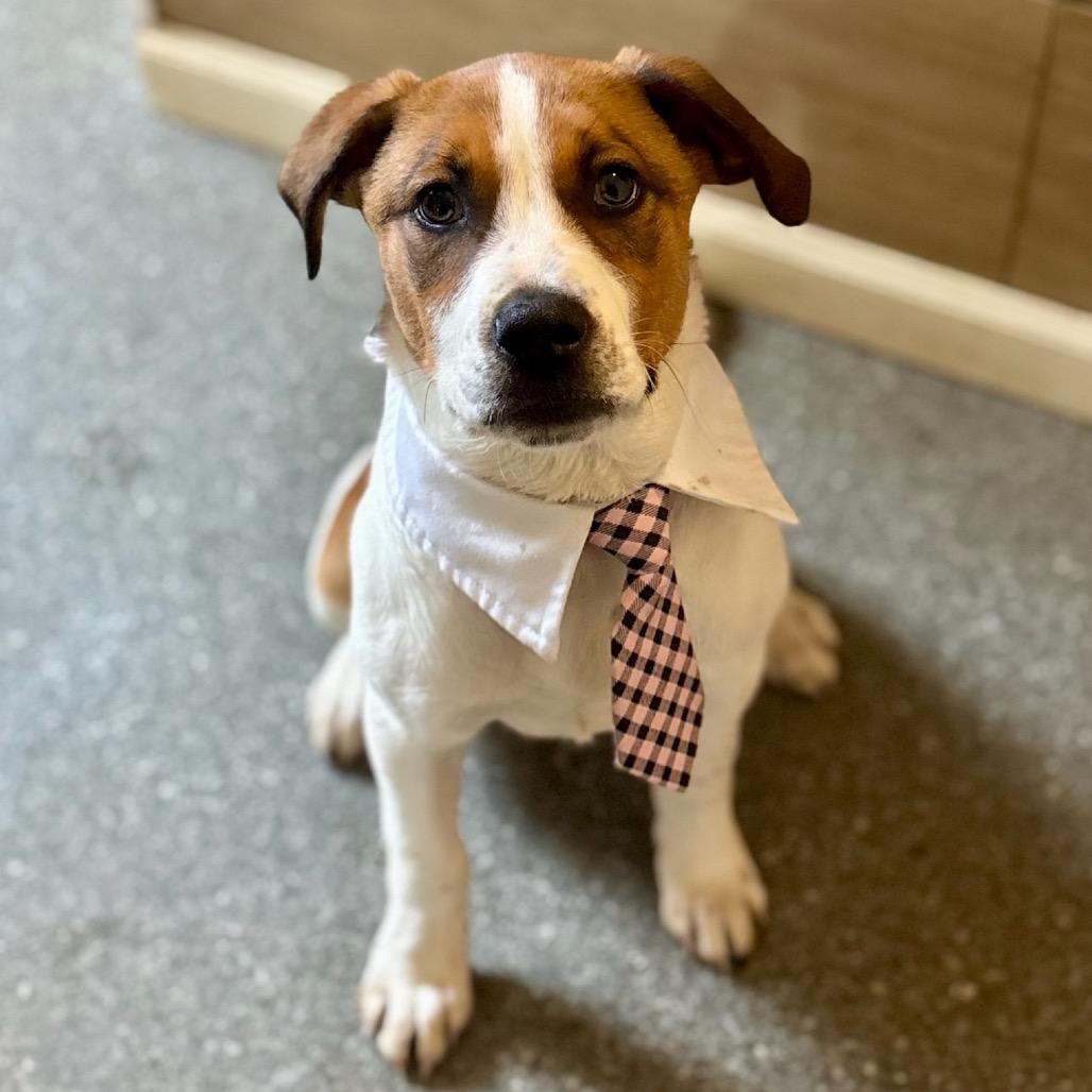 Enlarge Teddy, a Adoptable mixed breed in Metamora, MI image 1/6