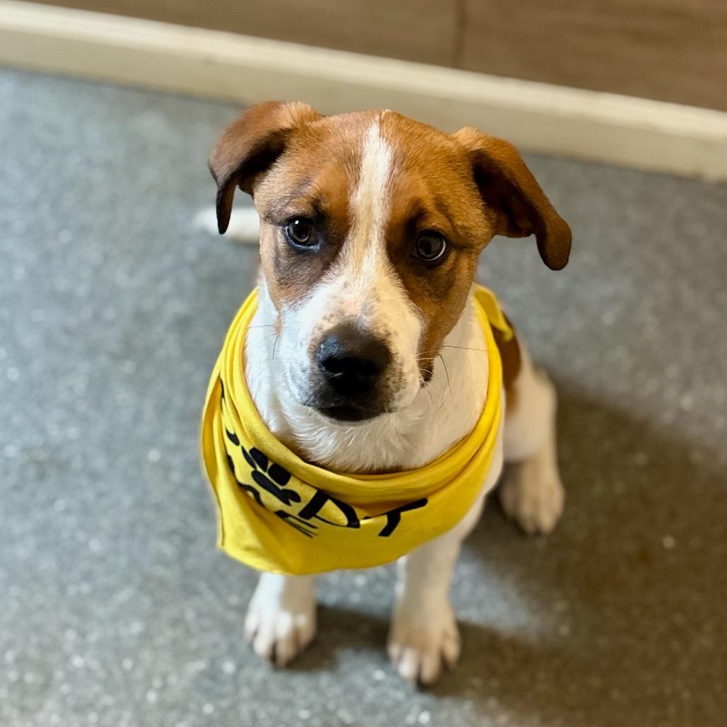 Enlarge Teddy, a Adoptable mixed breed in Metamora, MI image 2/6