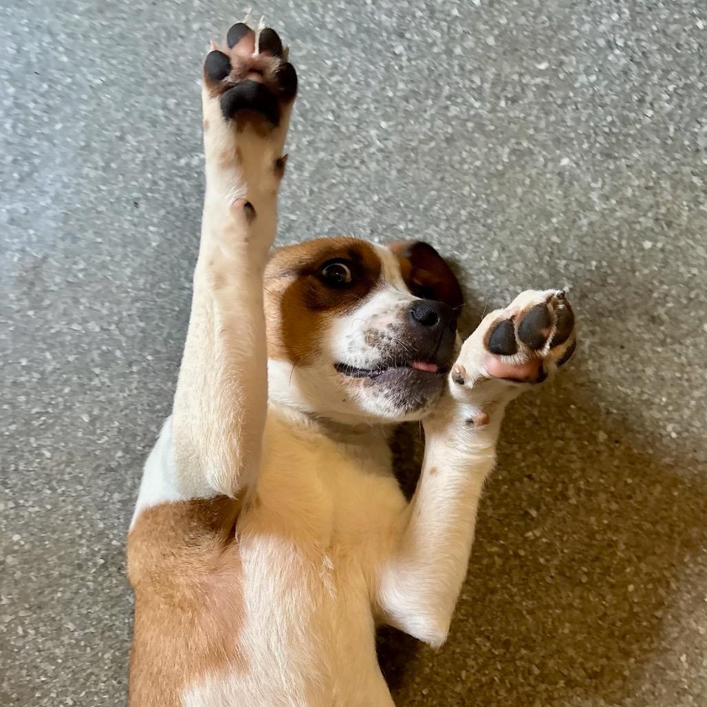 Enlarge Teddy, a Adoptable mixed breed in Metamora, MI image 4/6