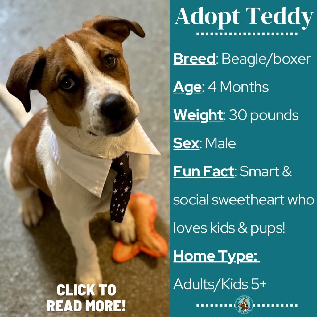 Enlarge Teddy, a Adoptable mixed breed in Metamora, MI image 5/6