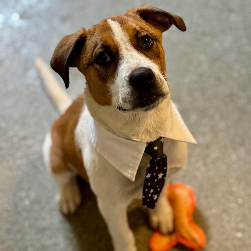 Enlarge Teddy, a Adoptable mixed breed in Metamora, MI image 6/6
