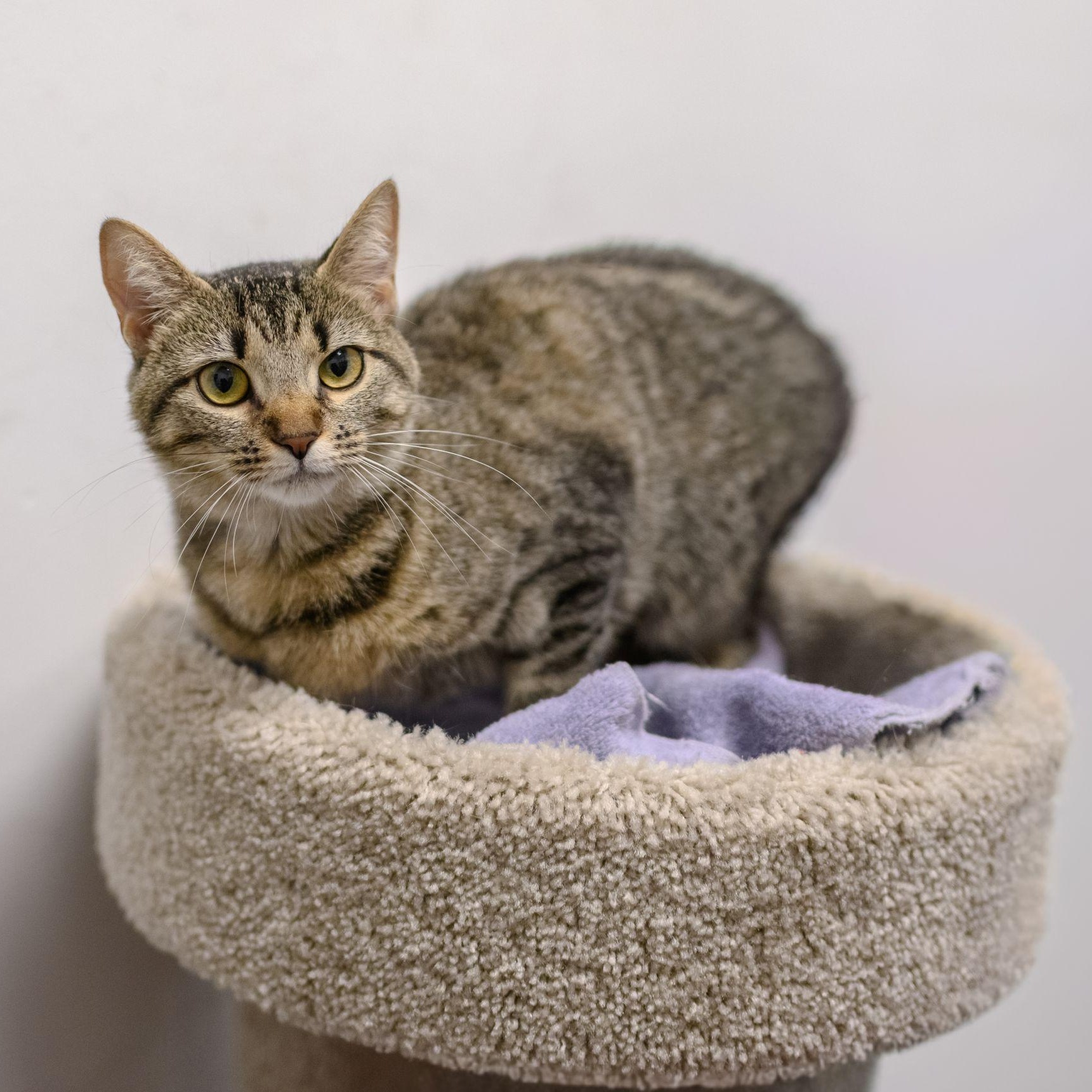 Enlarge PIXIE, a ADOPTABLE Tabby in Hamilton, NJ image 6/6