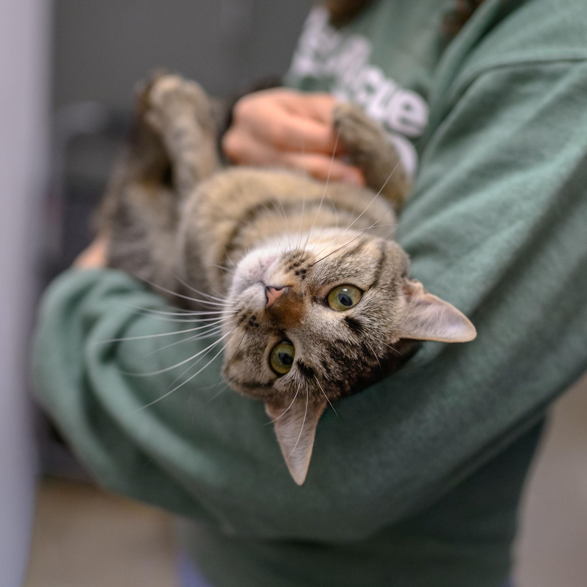Enlarge PIXIE, a ADOPTABLE Tabby in Hamilton, NJ image 2/6