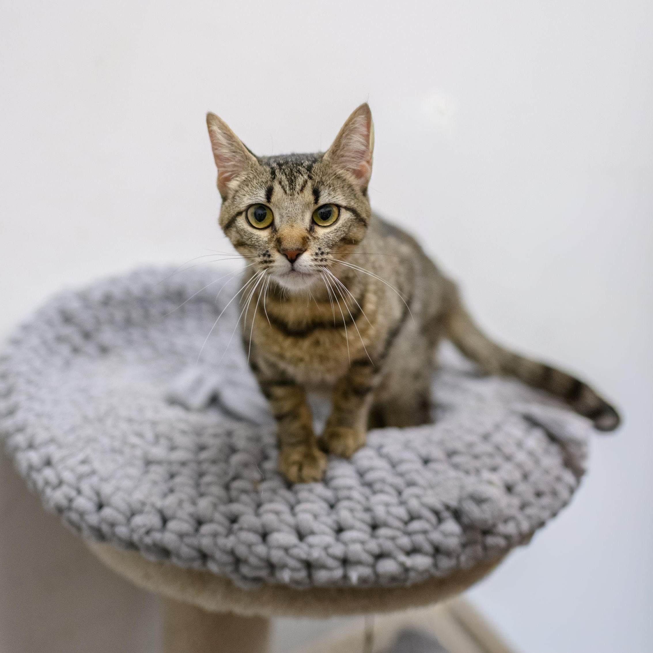 Enlarge PIXIE, a ADOPTABLE Tabby in Hamilton, NJ image 2/3