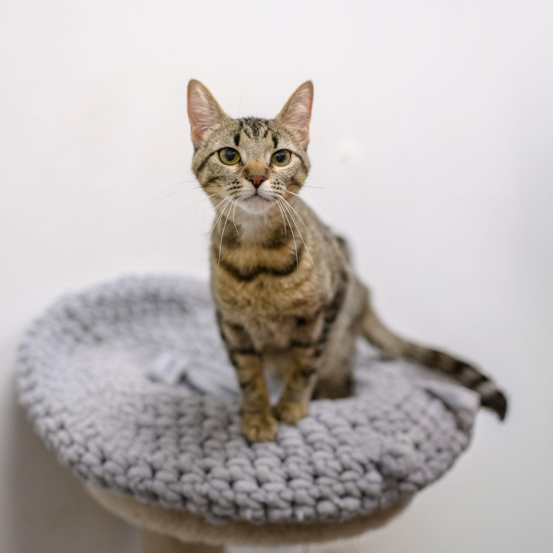 PIXIE, ADOPTABLE, Young Female Tabby.