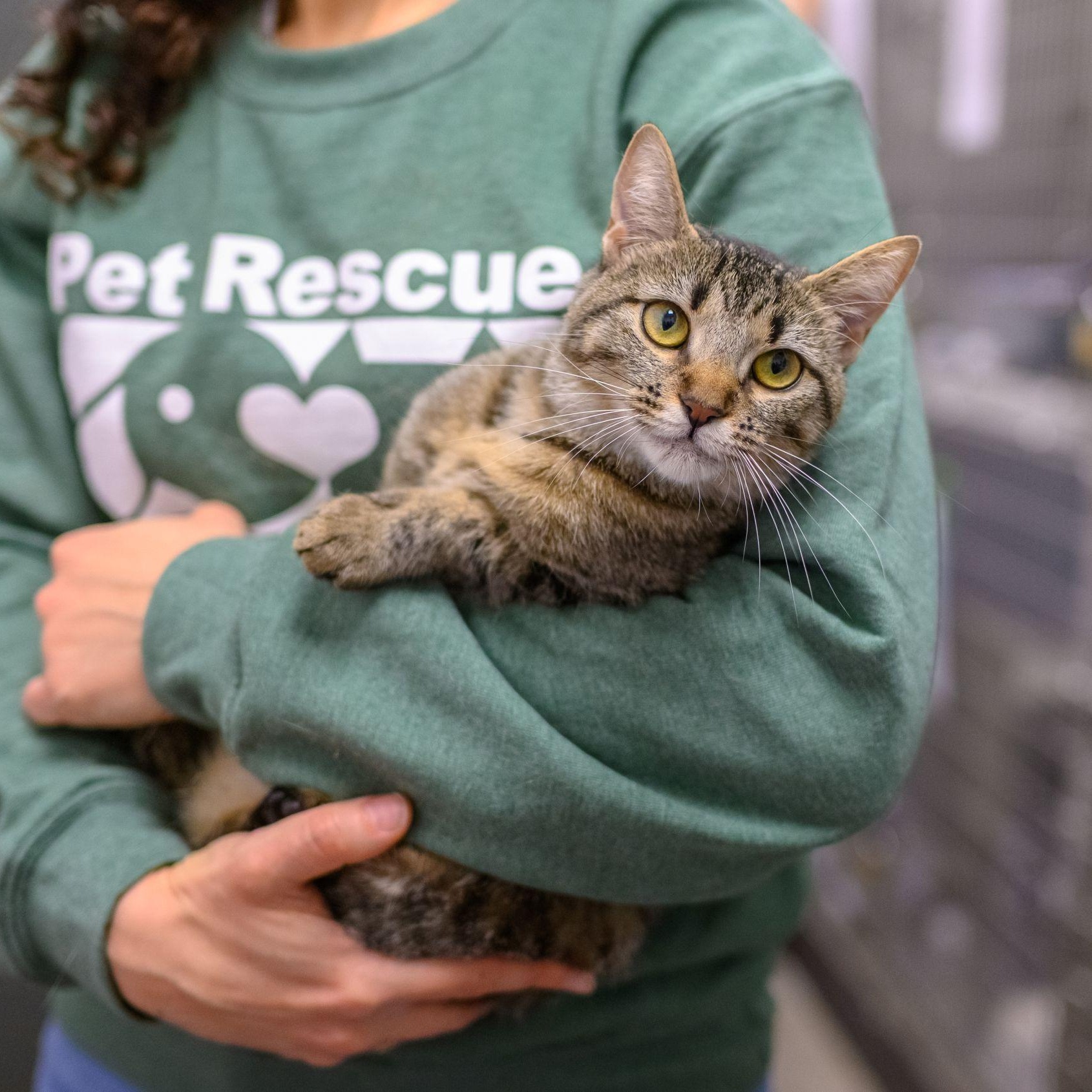 Enlarge PIXIE, a ADOPTABLE Tabby in Hamilton, NJ image 5/6