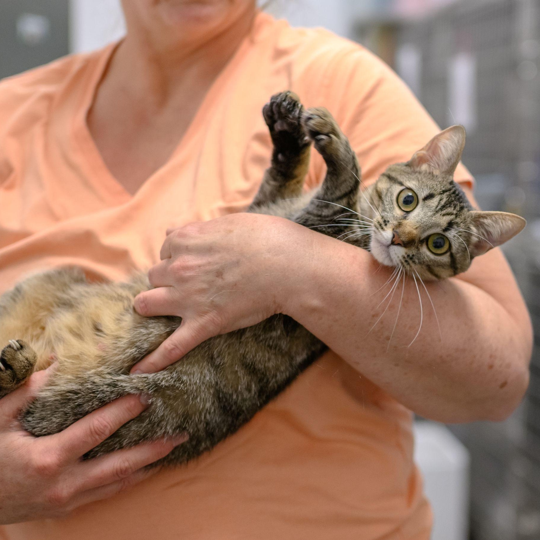 Enlarge PIXIE, a ADOPTABLE Tabby in Hamilton, NJ image 3/3