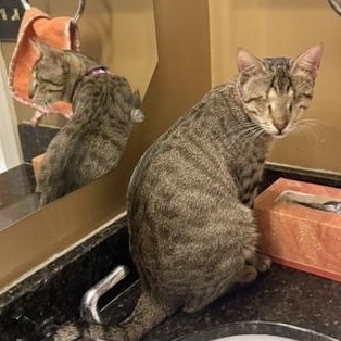 Enlarge Bonded - Gigi and Gizmo (zipcode 20782), a Adoptable mixed breed in Woodbridge, VA image 2/5