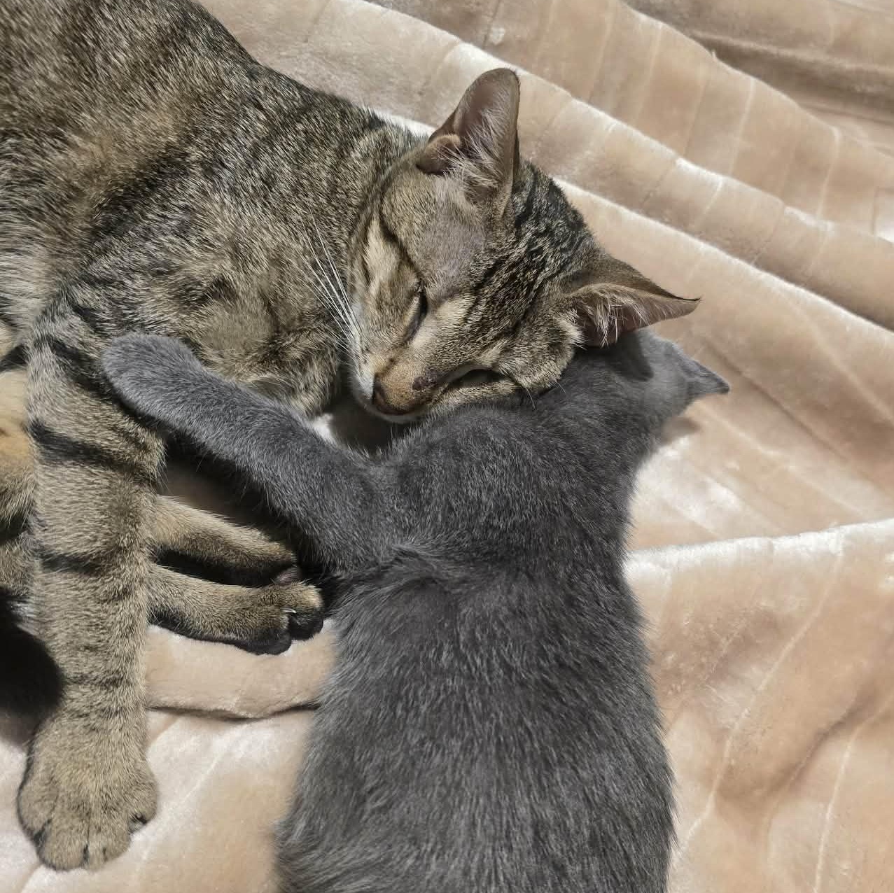 Enlarge Bonded - Gigi and Gizmo (zipcode 20782), a Adoptable mixed breed in Woodbridge, VA image 1/5