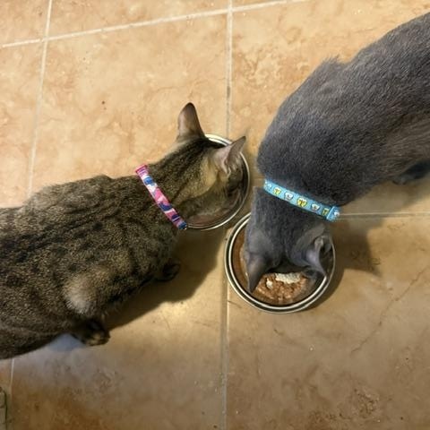 Enlarge Bonded - Gigi and Gizmo (zipcode 20782), a Adoptable mixed breed in Woodbridge, VA image 4/5