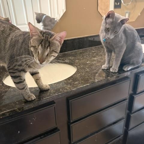 Enlarge Bonded - Gigi and Gizmo (zipcode 20782), a Adoptable mixed breed in Woodbridge, VA image 5/5