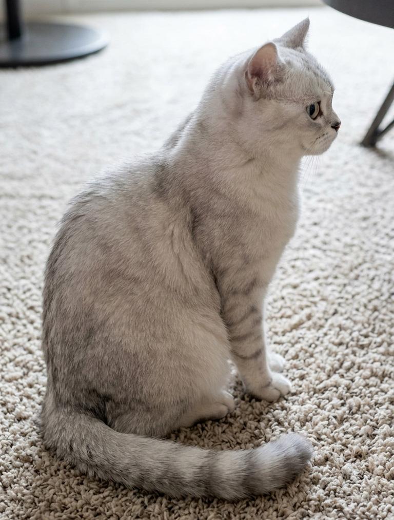 Enlarge Handsome, a Adoptable British Shorthair in Davis, CA image 3/3