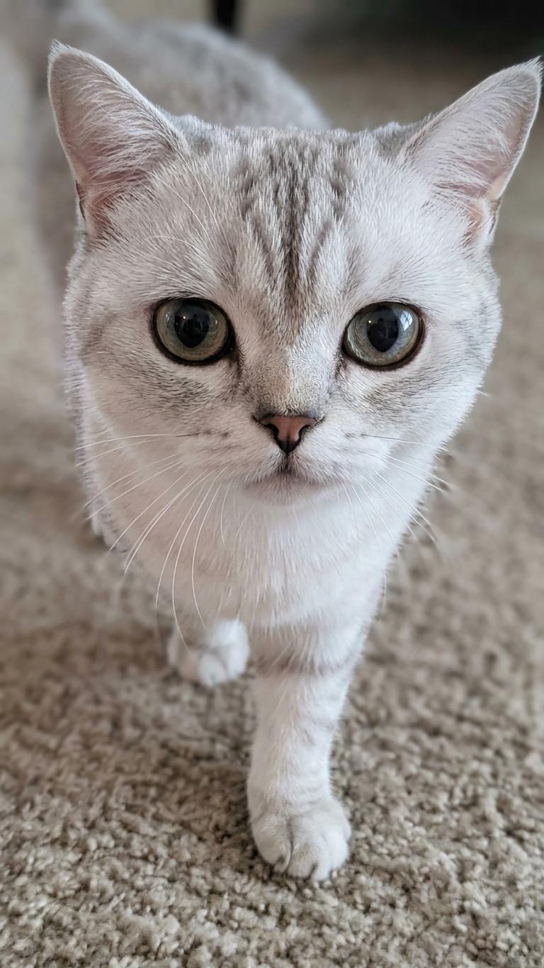 Enlarge Handsome, a Adoptable British Shorthair in Davis, CA image 2/3