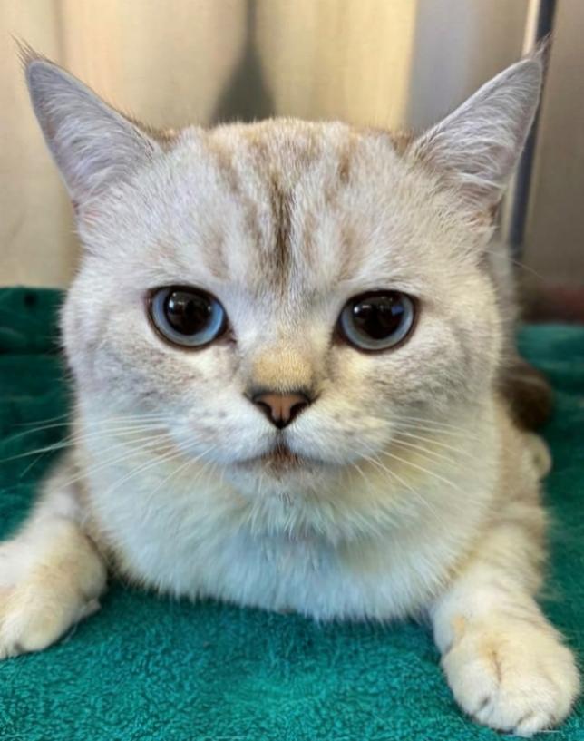 Handsome, Adoptable, Young Male British Shorthair.