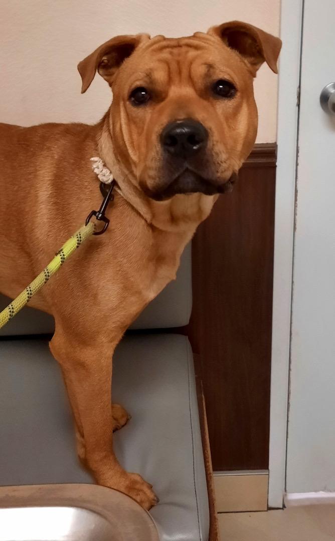 Juice, ADOPTABLE, Adult Male American Staffordshire Terrier.