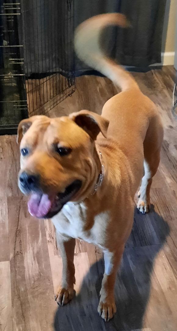 Enlarge Juice, a ADOPTABLE American Staffordshire Terrier in Las Vegas, NV image 2/2