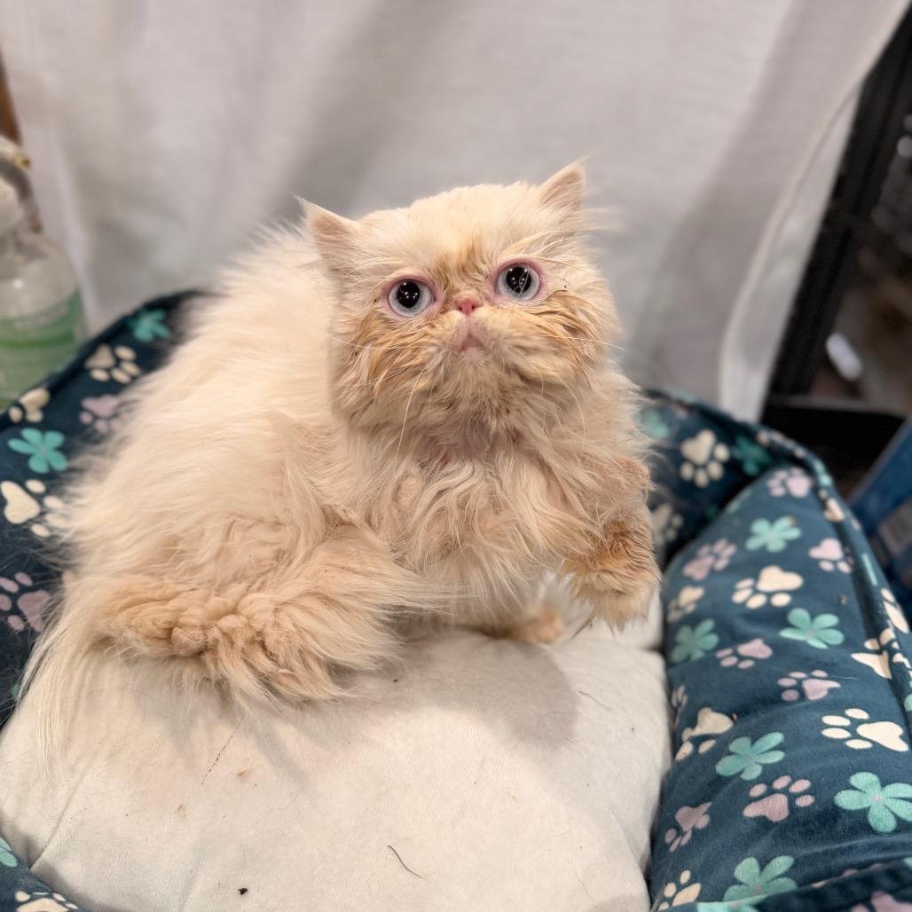Enlarge Cottonball, a Adoptable Persian in Pasadena , MD image 1/5
