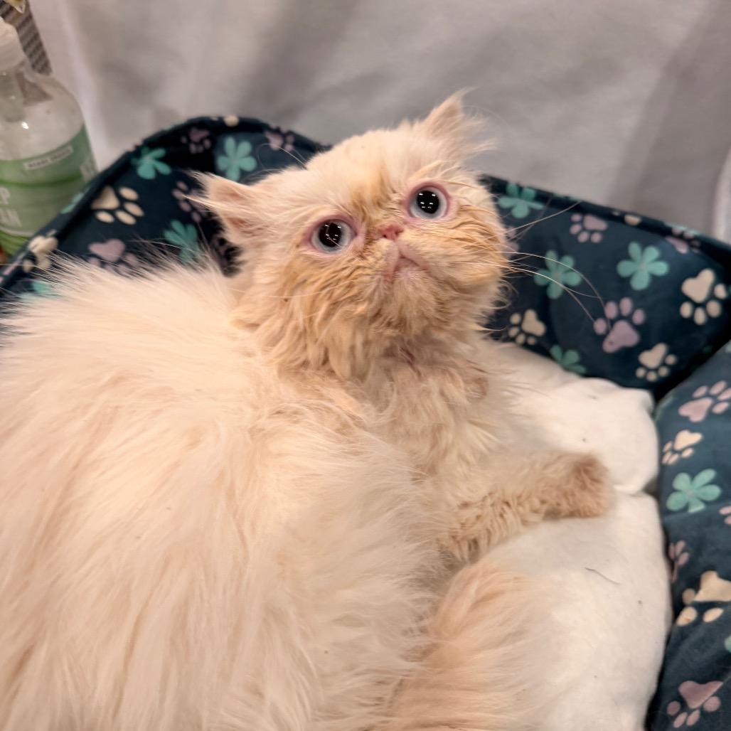Enlarge Cottonball, a Adoptable Persian in Pasadena , MD image 2/5