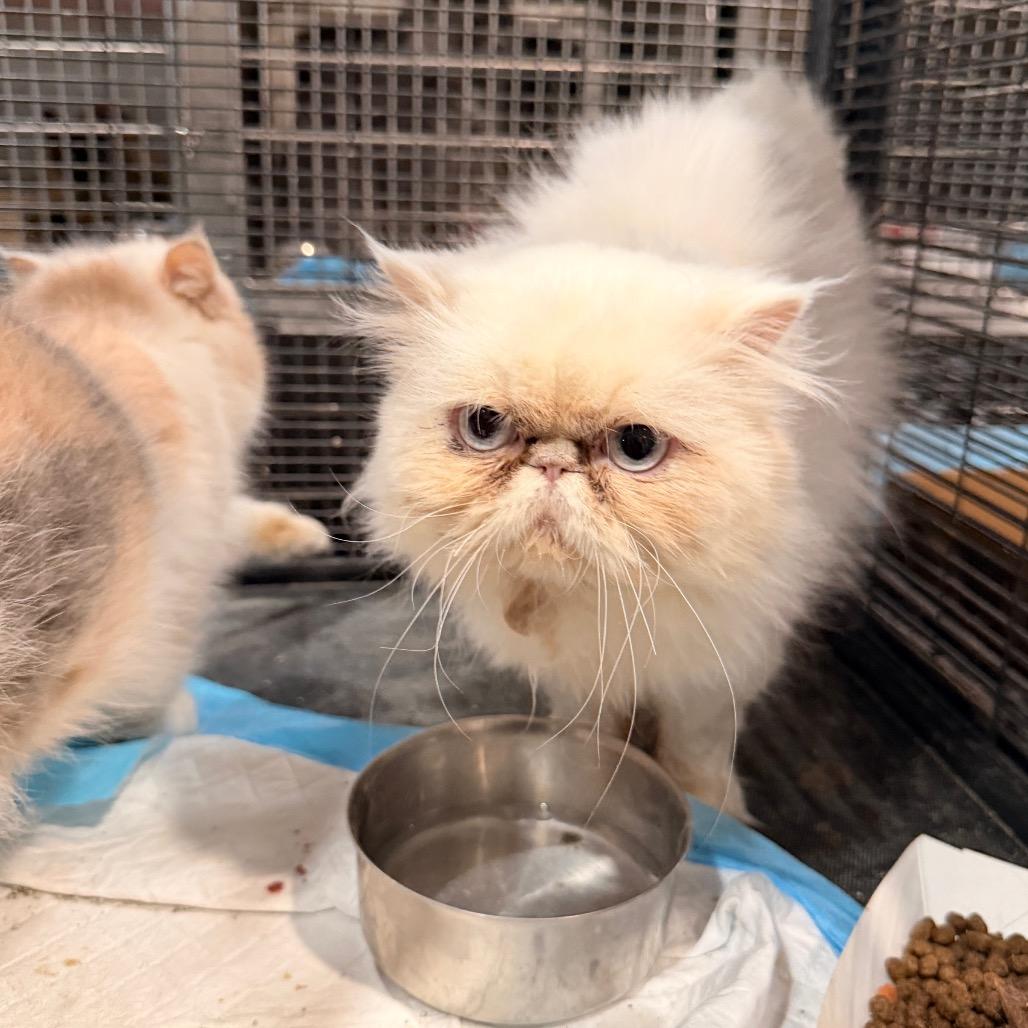 Enlarge Cottonball, a Adoptable Persian in Pasadena , MD image 3/5