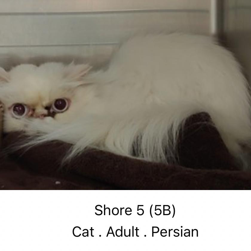 Enlarge Cottonball, a Adoptable Persian in Pasadena , MD image 4/5