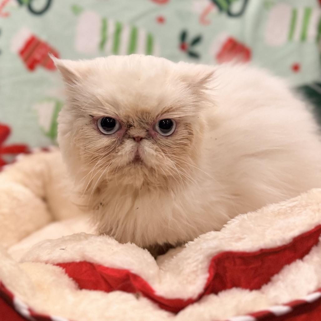 Enlarge Cottonball, a Adoptable Persian in Pasadena , MD image 5/5