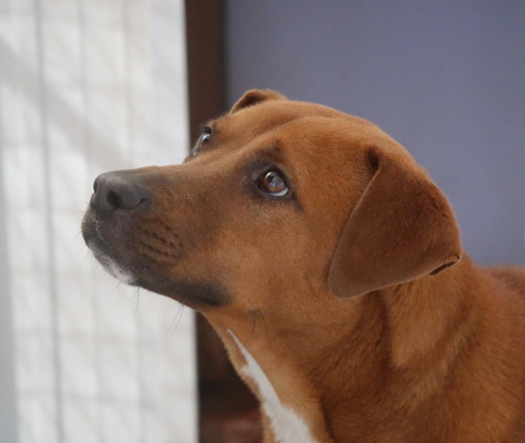 Enlarge Boone 26, a Adoptable mixed breed in Brookhaven, MS image 2/4