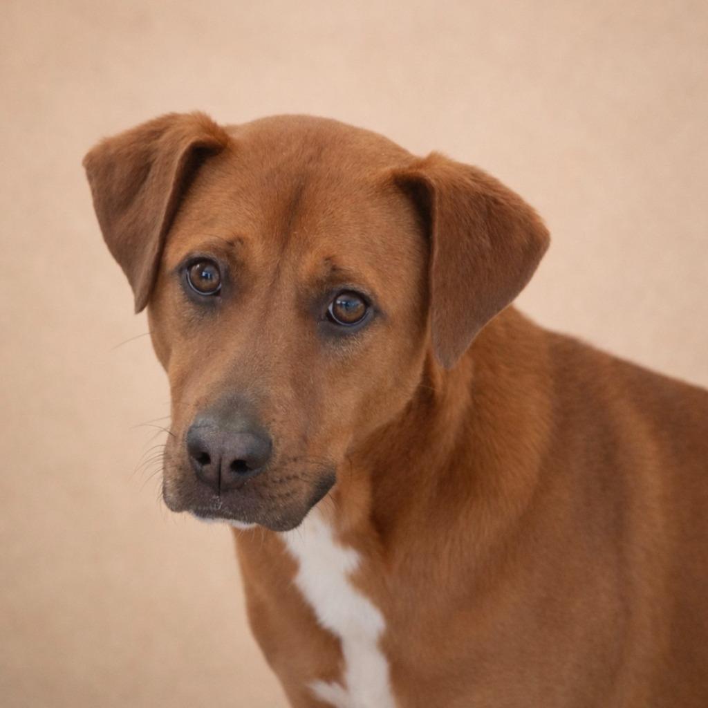 Enlarge Boone 26, a Adoptable mixed breed in Brookhaven, MS image 3/4