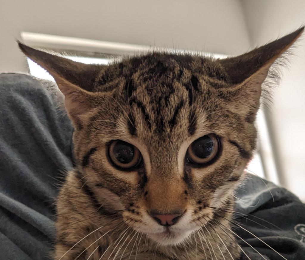 Mac, Adoptable, Adult Male Domestic Short Hair.