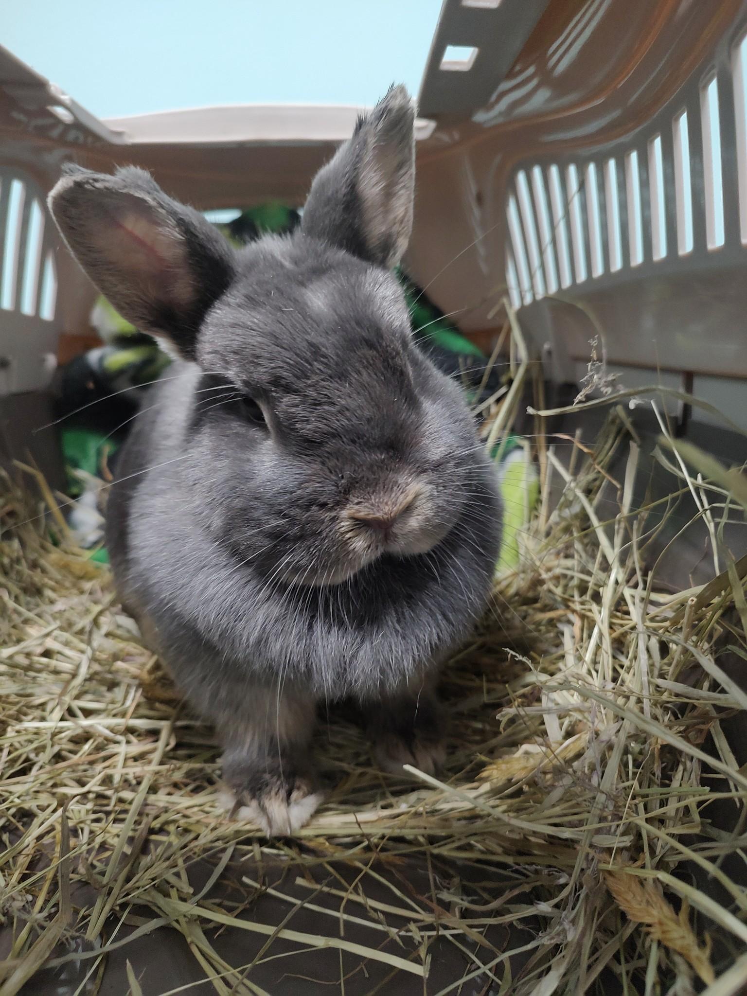 Bernice, a Adopted mixed breed in Holiday, FL image 1/3