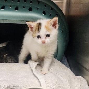 Enlarge Gwen Stacy, a Adoptable Domestic Short Hair in Toledo, OH image 1/1