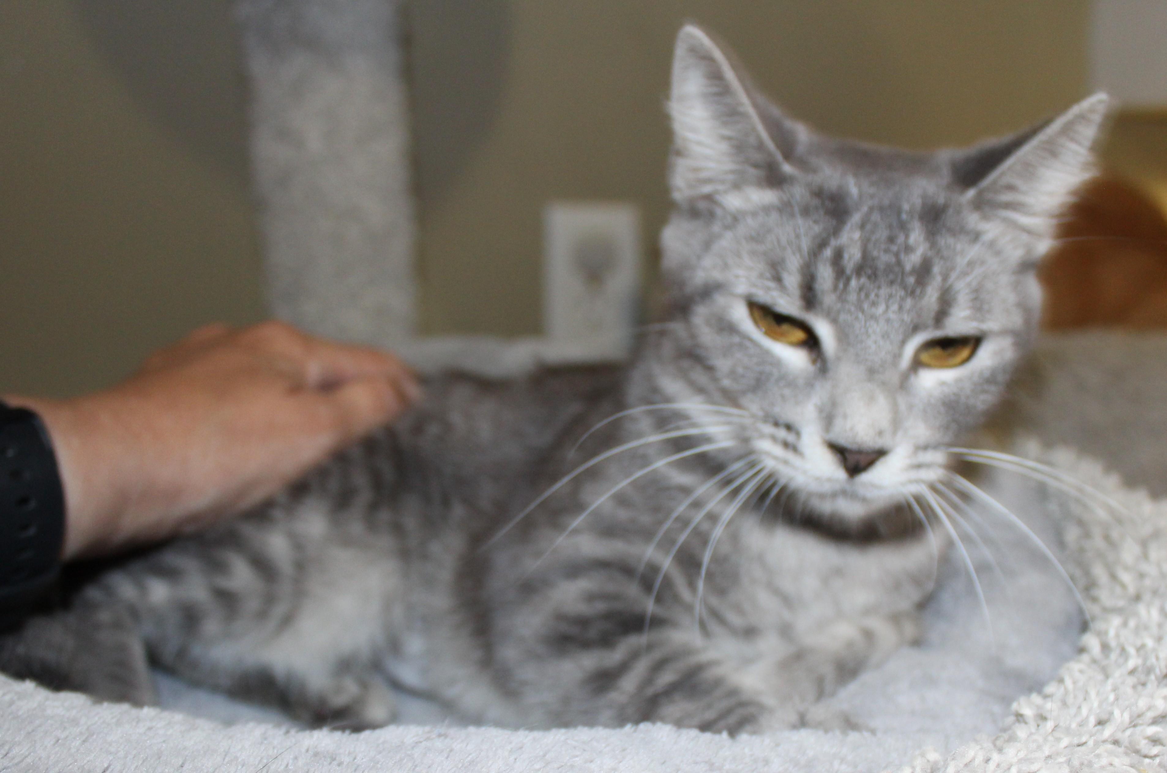 Skye, Young Female unknown