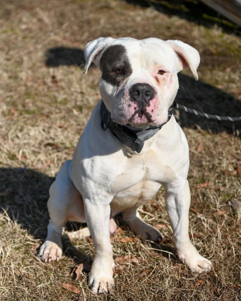Enlarge DA 12 Free Bird, a Adoptable Pit Bull Terrier in Glen Allen, VA image 1/3