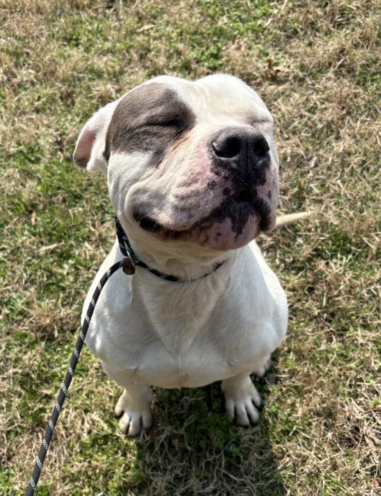 Enlarge DA 12 Free Bird, a Adoptable Pit Bull Terrier in Glen Allen, VA image 2/3